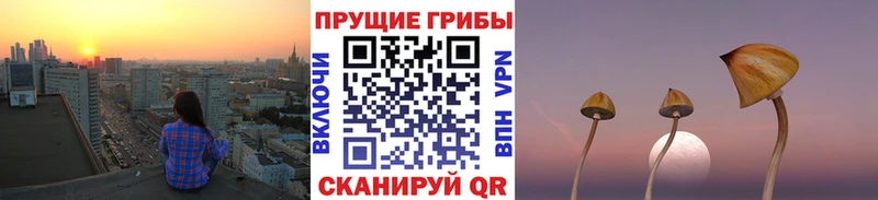 Псилоцибиновые грибы прущие грибы  Трубчевск 